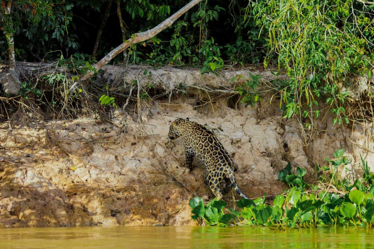 Santa Rosa Pantanal Hotel Porto Jofre Bagian luar foto