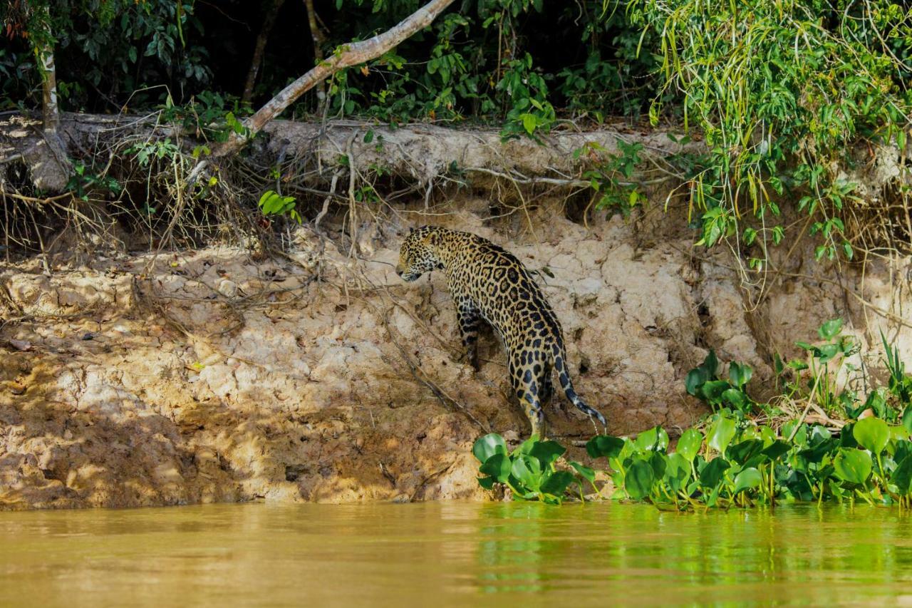 Santa Rosa Pantanal Hotel Porto Jofre Bagian luar foto