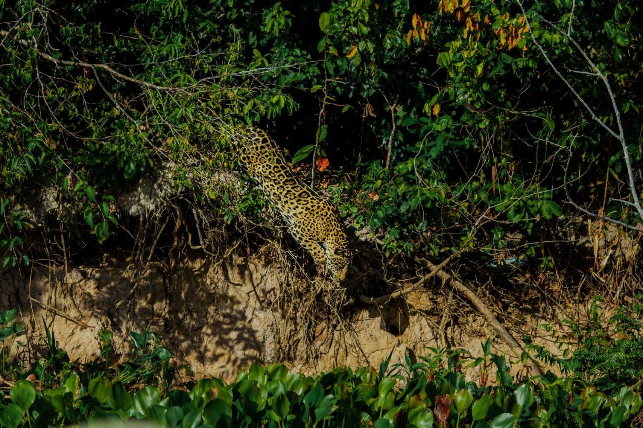 Santa Rosa Pantanal Hotel Porto Jofre Bagian luar foto